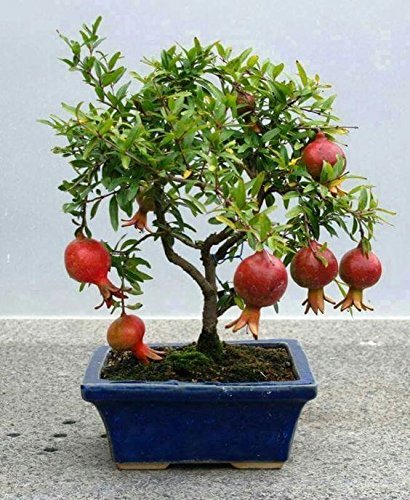 OhhSome Dwarf Pomegranate Fruit Bonsai Suitable Seeds - Eco" (B07YP7SBSR) Amazon Price History, Amazon Price Tracker