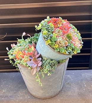 多肉植物 青い花模様の鉢*3 81e3OXJNtzL._UF350,350_QL80_.jpg