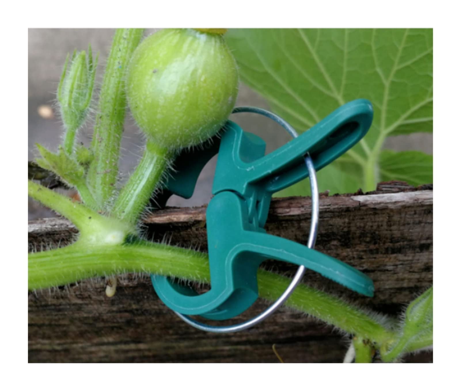 Befestigte Clips for grüne Gartenpflanzen - 20 Stück Pflanzenclips for Gewächshausgemüse, Blumen, Stängel, Reben, Traubenklemmen, Stütze, begradigen die Stängel (Color : L)
