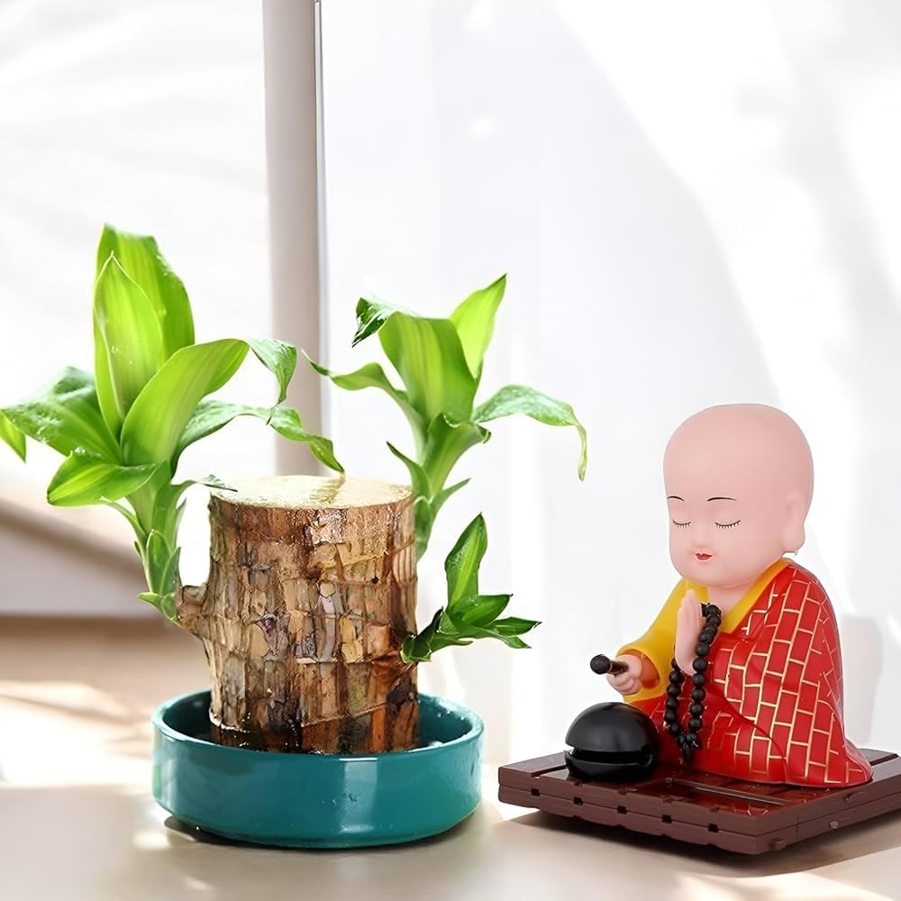 Go Green Lucky BrazilIyan Wood Potted Plant, Healthy Indoor Live Lucky Brazilian Wood Plant for Living Room, Feng Shui Plant (B0DFTLNK28) Amazon Price History, Amazon Price Tracker