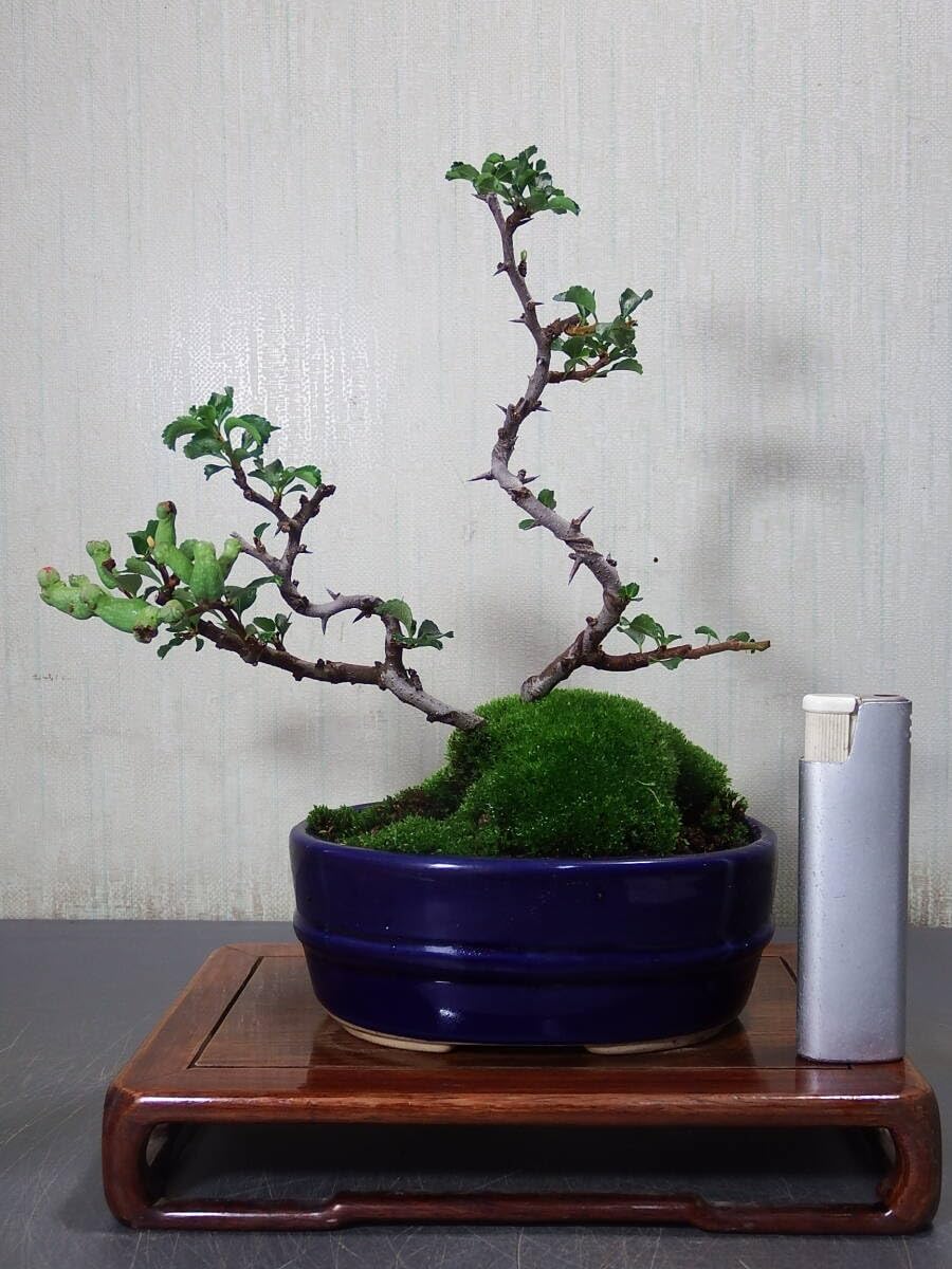 盆栽素材 長寿梅 大を販売｜盆栽妙 – 盆栽妙 本店 盆栽 長寿梅(G-4)