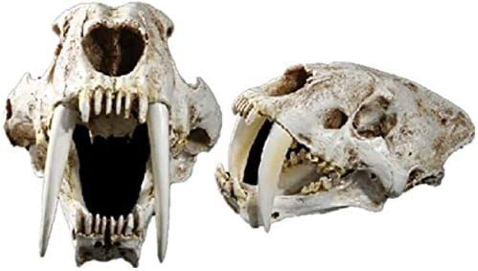 Modelo De Tigre De Resina 1: 1 Tamaño Natural Cráneo De Tigre Dientes De Sable Cabeza De Animal Anatomía Réplica De Resina para Decoración Programa De Aprendizaje Regalos 32 X 18,5 X 18 Cm
