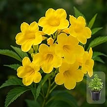 Indian Gardens - Tecoma Yellow Live Plant | Yellow Trumpet Flower Plant | Garden & Balcony Plant | 4 Inch Pot