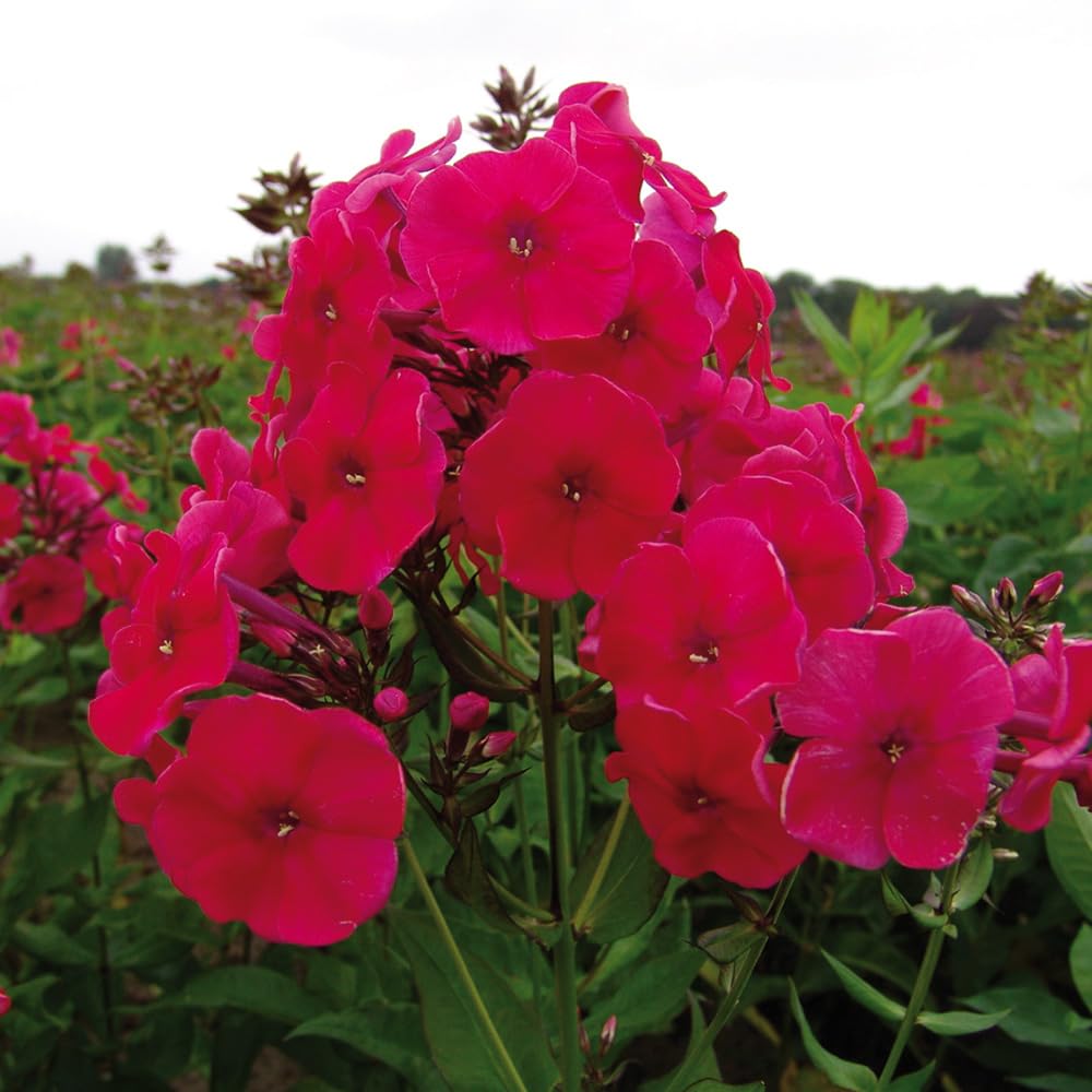 Bedwen Garden Phlox 'Red Riding Hood' Plug Plant x3 – Compact Perennial with Fragrant Cherry‑Red Flowers for Borders, Pots & Summer Colour