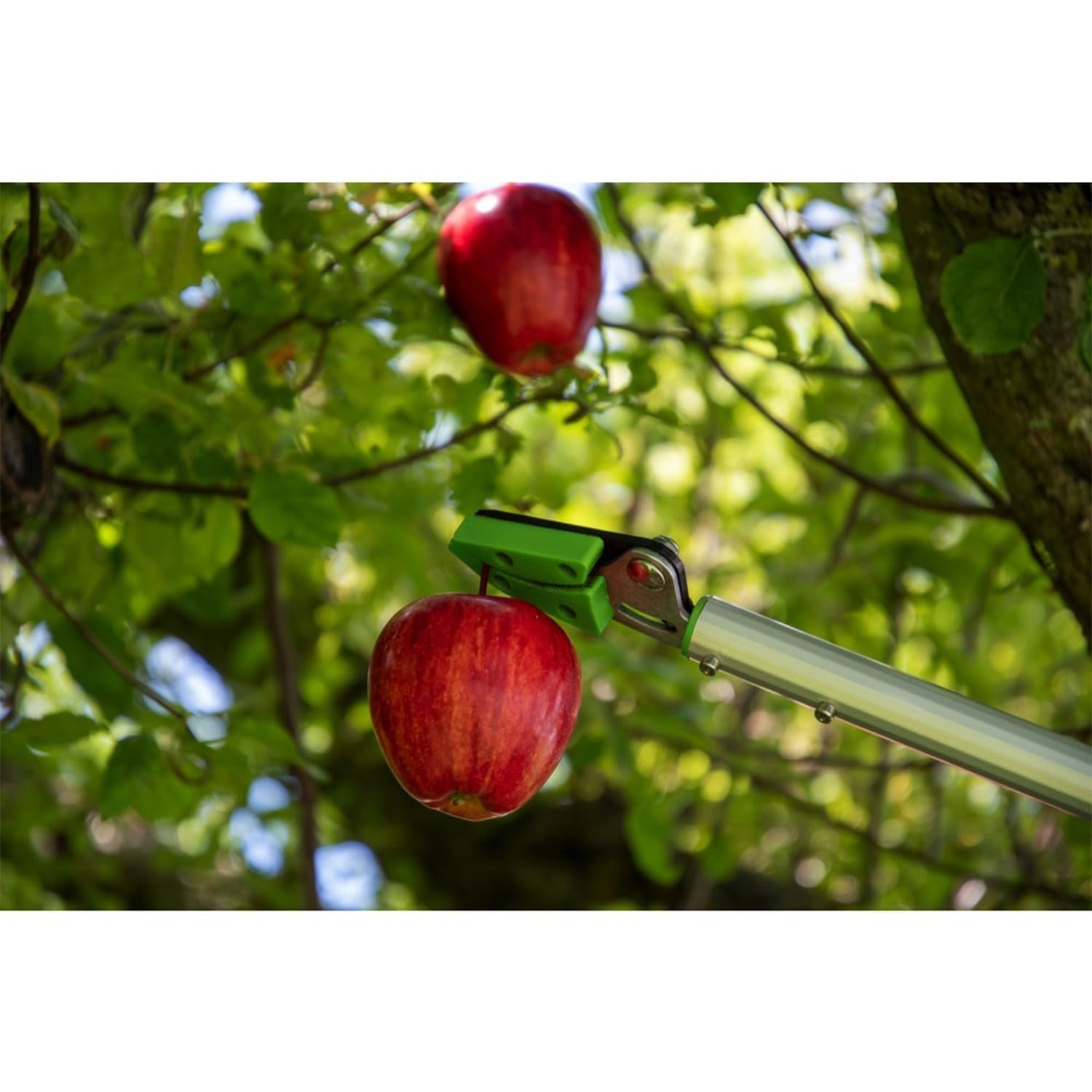 RIBIMEX - PRESCF5 - Raccogli frutta in metallo - 1mt