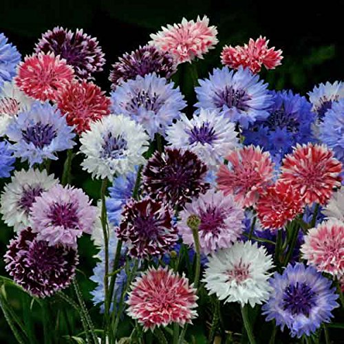 50 Classic Artistic Mix Bachelor's Button Seeds Annual Seed Flower Flowers Garden
