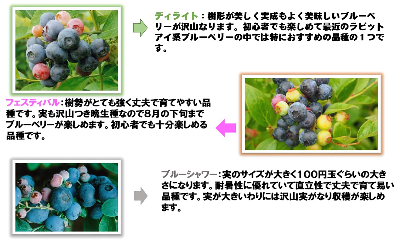 Amazon.co.jp: [初心者]プロにお任せブルーベリー苗木栽培6点セット