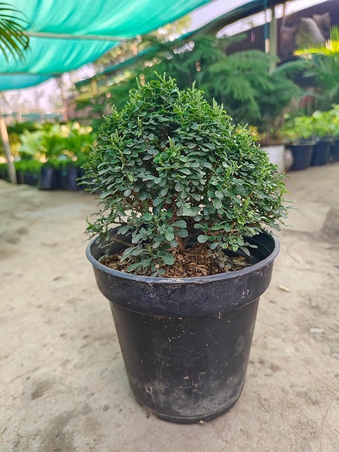 Kalkiplantatuion Table Kamini Live Plant | Dwarf Murraya Paniculata | Air-Purifying Bonsai-Like Plant for Home & Office | Indoor Outdoor Decorative Shrub | Low Maintenance Desk Plant-image-37