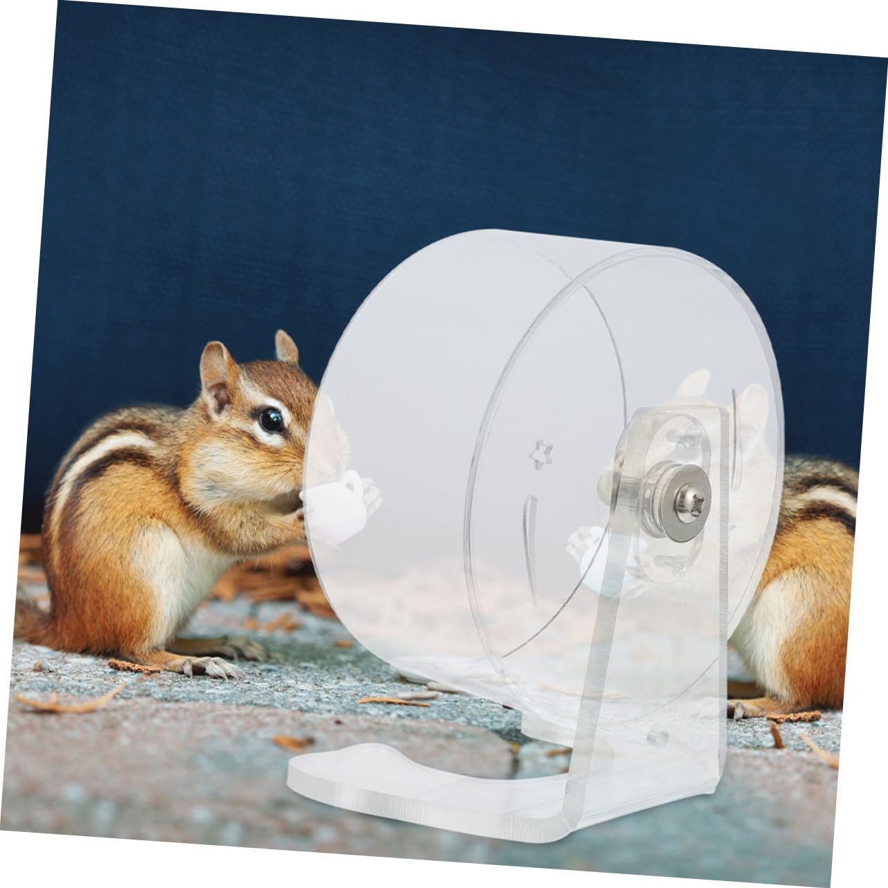 pour Hamster Souris Exercice Roue Silencieuse pour Petit Animal De Compagnie Roue De Course pour Hamster D & # 39 Activité pour Petite De Course pour Animal De
