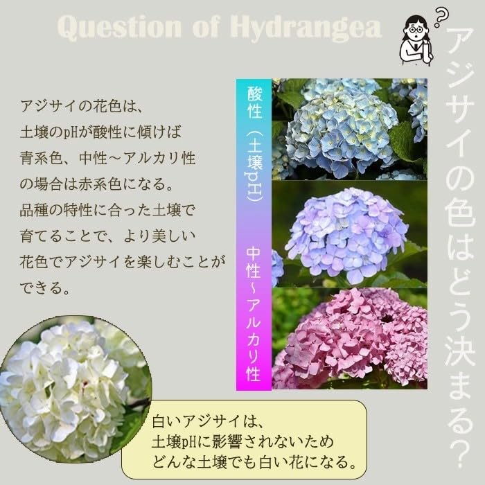 Amazon.co.jp: 予約 あじさい 苗 和 ピンク 9cm～10.5cmポット ナゴミ