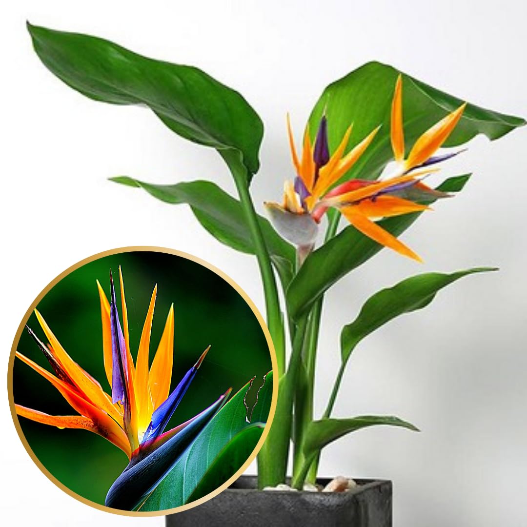 Amazon.com : Orange Bird of Paradise Plants Live, Strelitzia