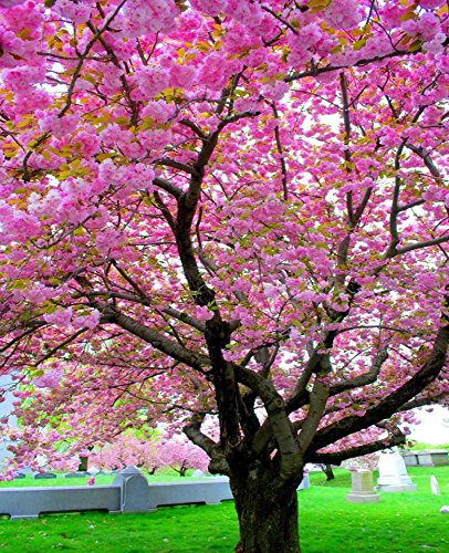 Japanische Kirschblte (Prunus Sargentii) Blhende Kirsch Bonsai-Baum"5  Seeds" * Rare * : Amazon.de: Garten