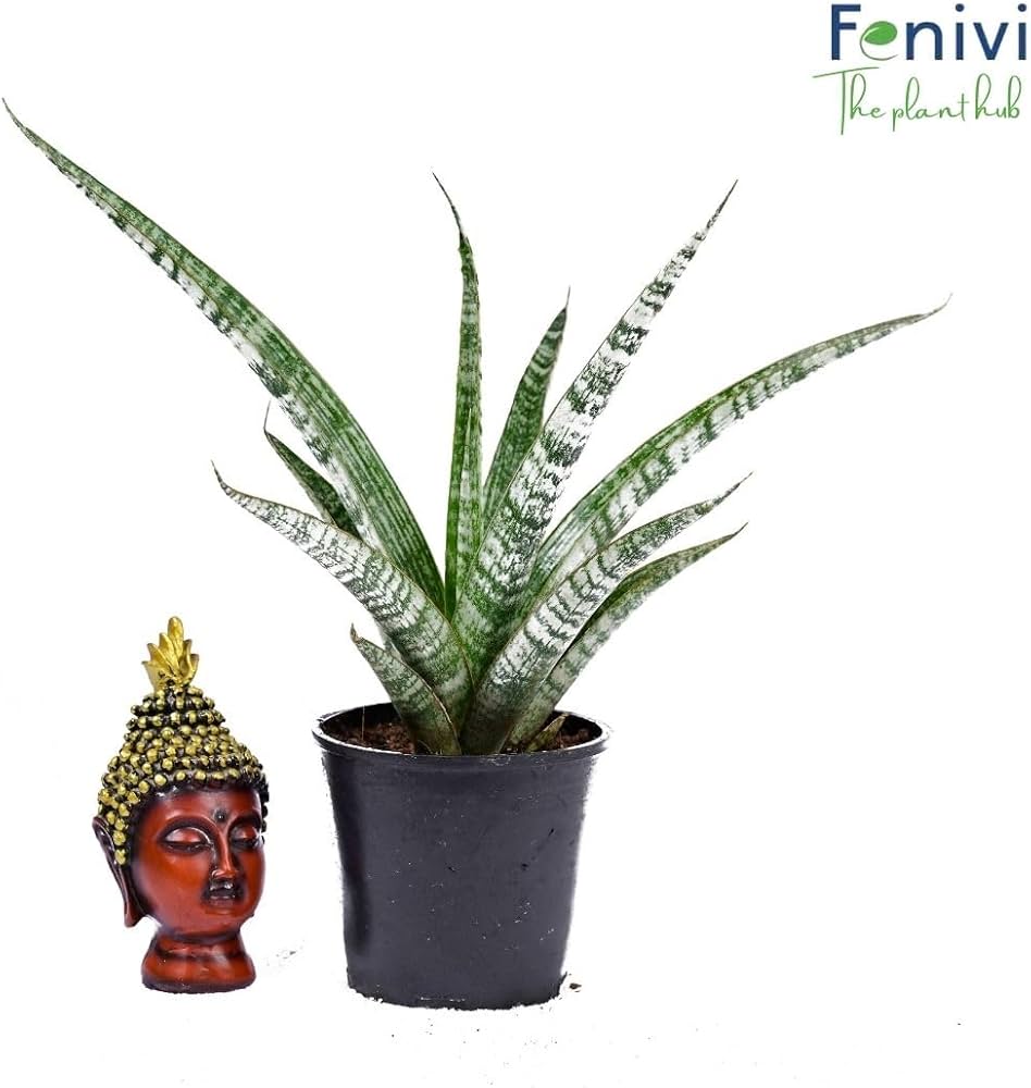 earnest hearts plants アーネストハーツプランツ earnest hearts plants アーネストハーツプランツ