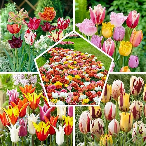 Ganzer Frühling Tulpenzwiebeln Mischung, 50 Zwiebeln, exklusive Tulpen aus Holland, 15 Sorten, winterhart und mehrjährig, Tulpen für Garten, Töpfe, Balkon (große Knollen, kein Samen, nicht künstlich)