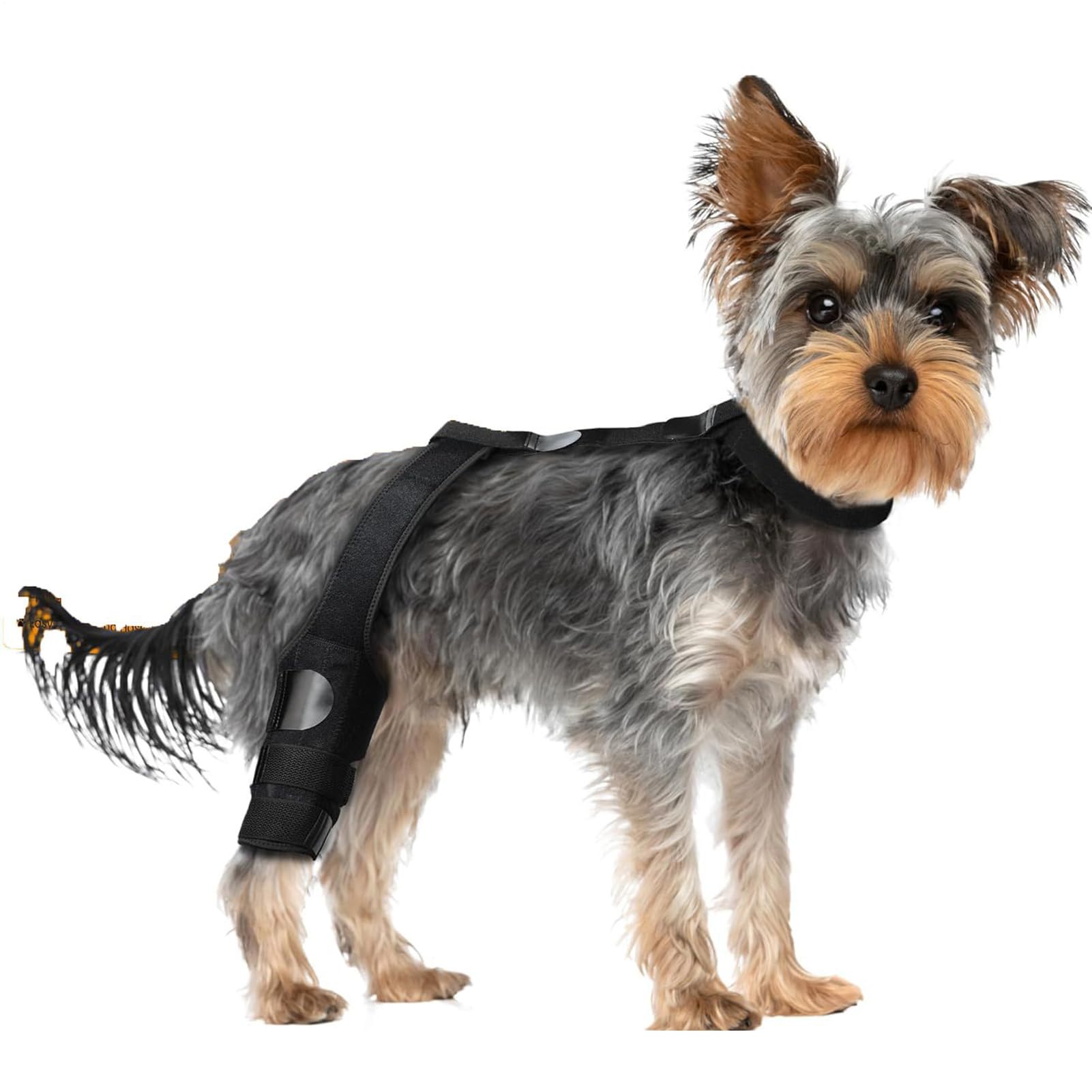 Attelle pour chien avec sangle réglable et protecteur doux haute protection