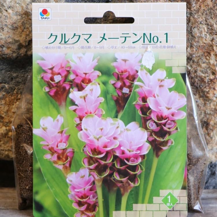 Amazon.co.jp: ノーブランド品【球根】クルクマメーテンNo.11球入1袋