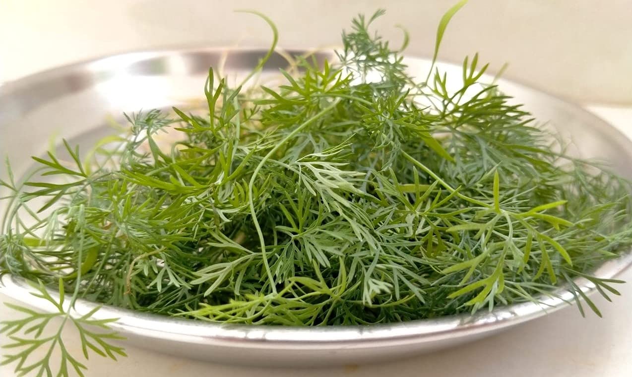 Seed Basket Native/Non-Gmo Dill Soya Seeds For Home Gardening(500 Seeds With More Than 70% Germination) And Instruction Manual (B09G2YMP2T) Amazon Price History, Amazon Price Tracker