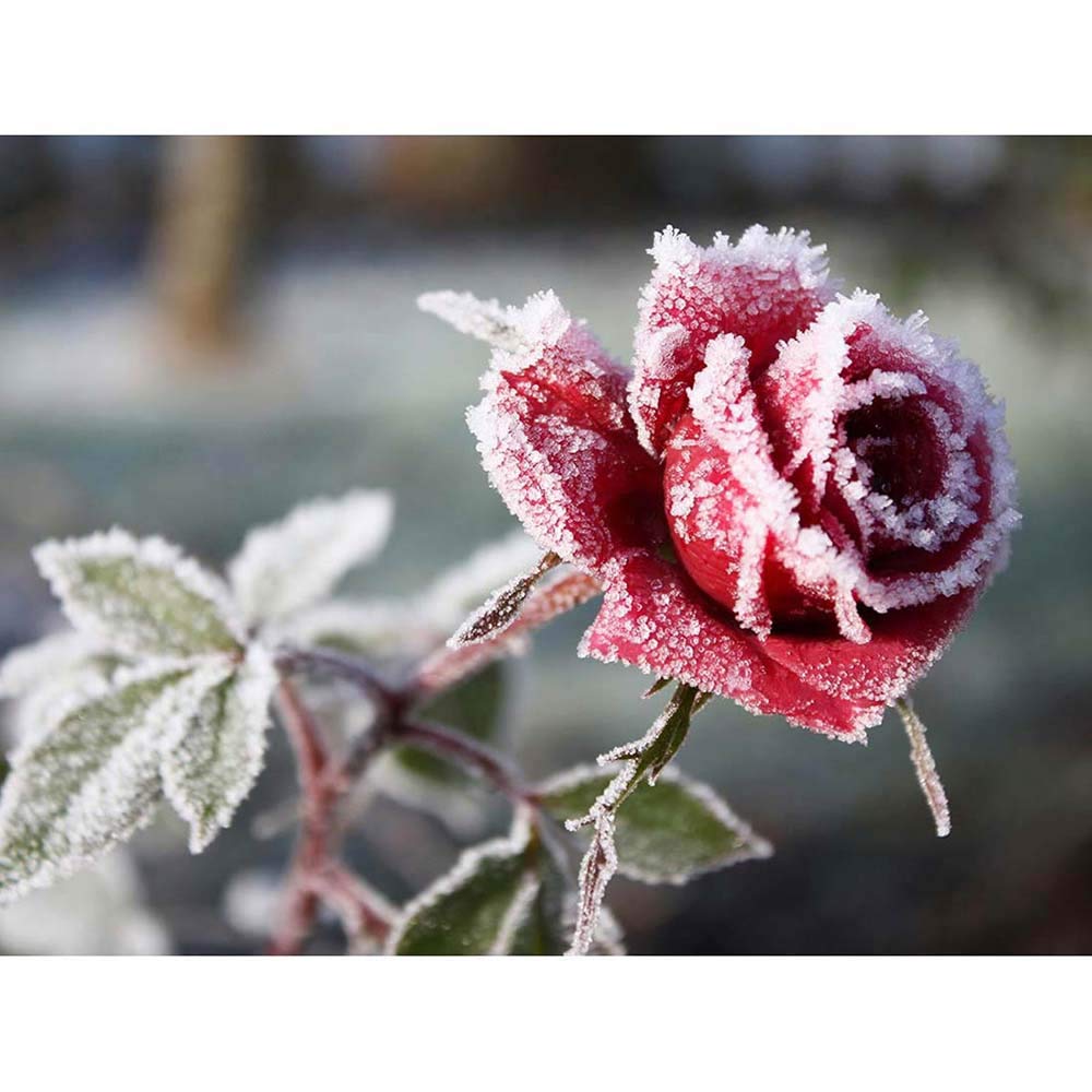 Wee Blue Coo Photo Winter Flower Frosty Petals Red Rose Art Print Poster Wall Decor 12X16 Inch