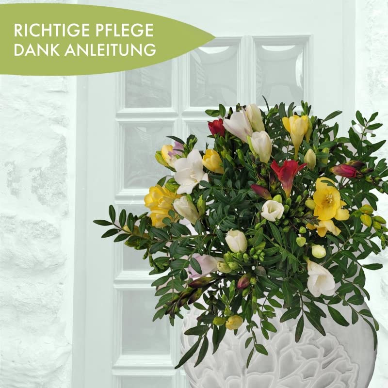 vor Muttertag Freesien zum Geburtstag - bunter Strauß mit echten Blumen und Grußkarte - Frühling -