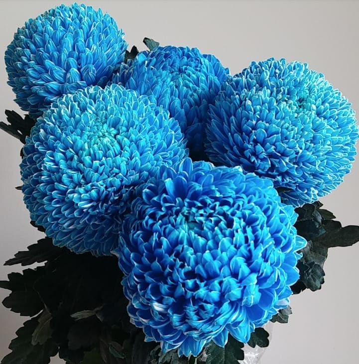 GreenWorld Special Blue Colour Chandramallika Flower Plant/Chrysanthemum Flower Livee Plant,Ready To Blooming At 1-2 MonthHealthy Original Variety Live Plant (B0CN6FHQYR) Amazon Price History, Amazon Price Tracker