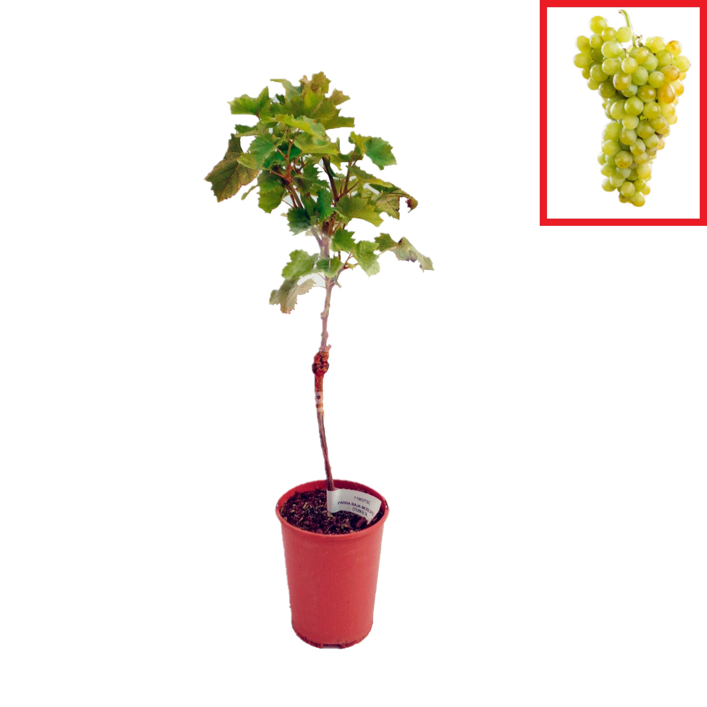 Parra Uva Blanca Moscatel - Planta de Vid | Entre 40 y 70 cm de Altura, Planta Natural, Planta Viva