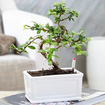 Bonsai Chinese Elm - Vibrant Japanese Tree with an 'S Shape' 1 x 15 cm Bowl