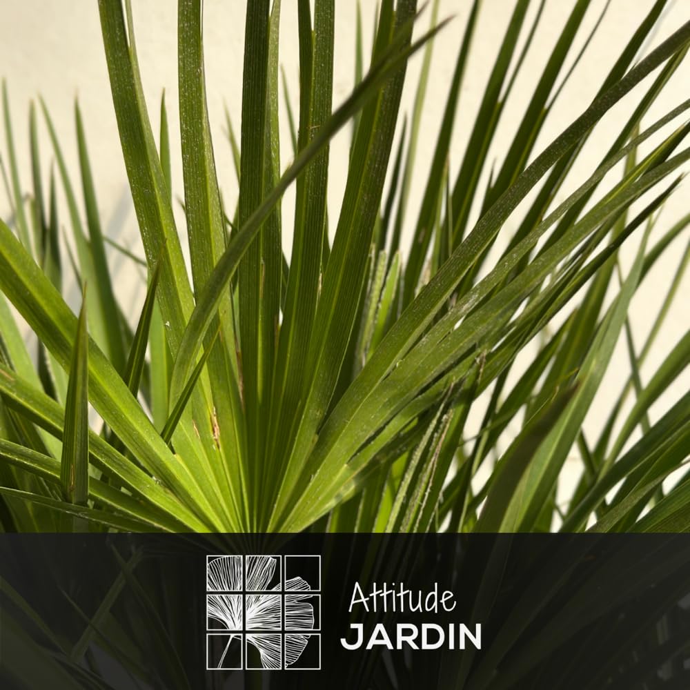 Attitude Jardin - Chamaerops humilis - palma nano - 50-60 cm - ⌀ 17 cm - pianta da esterno