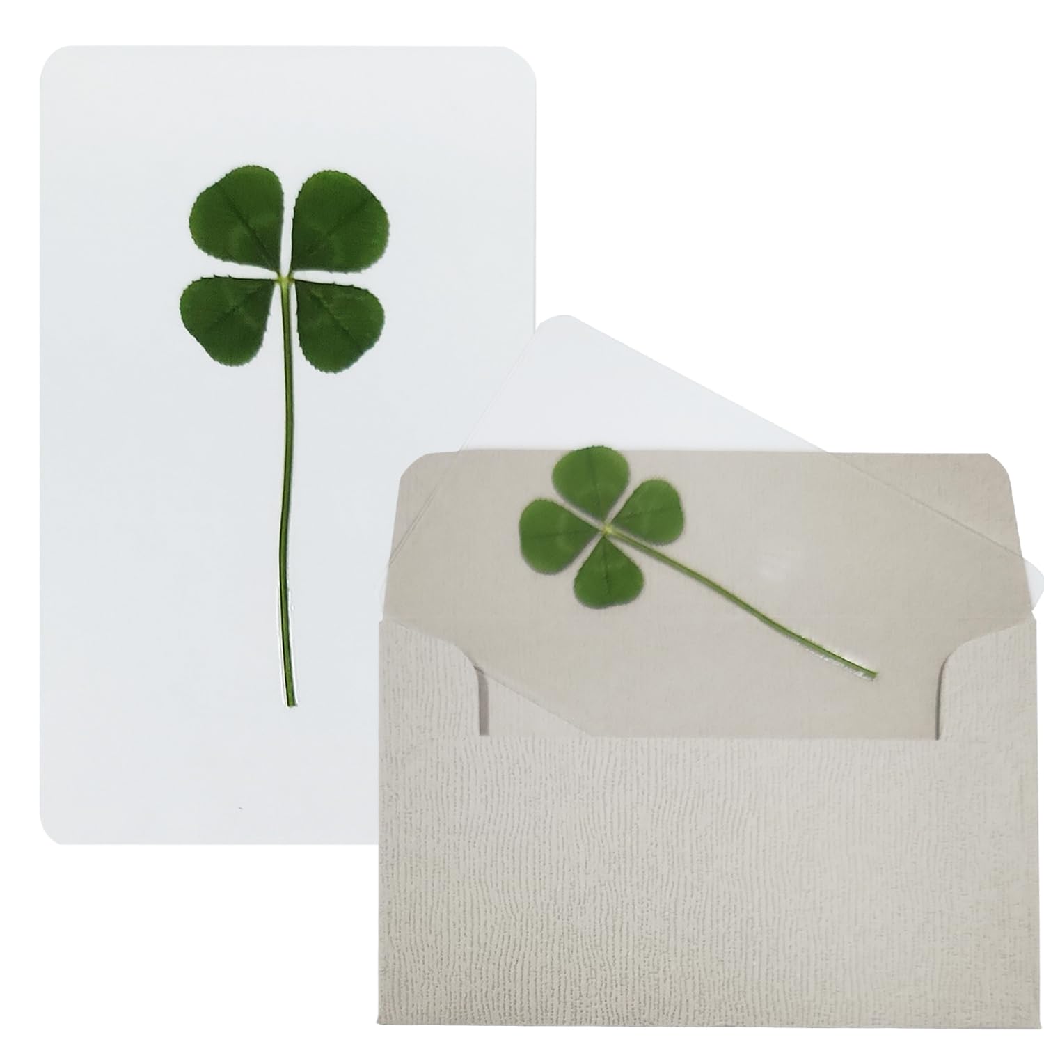 Amazon | compactini 本物の本物の4つ葉のクローバーカード