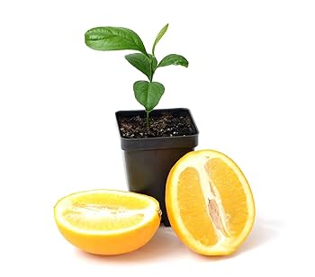 127 plowmanii var citrus プロウマニー　シトラス 127 plowmanii var citrus プロウマニー シトラス - メルカリ