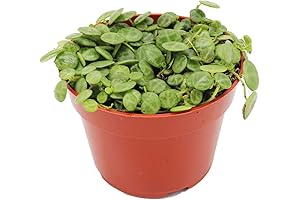 California Tropicals String of Turtles: Vibrant Hanging Greenery for Indoor Spaces