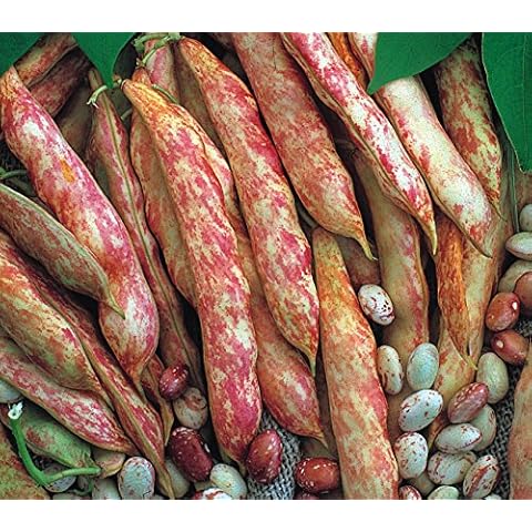 Suffolk Herbs - Organic Climbing French Bean Barlotto Lingua di Fuoco - 65 Seeds Cover