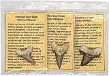 Fossil Sharks Teeth - 3 Authentic Fossilized Sharks Teeth, Each with It's Own Bag and Info Card