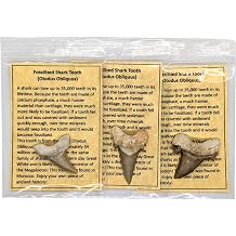 Fossil Sharks Teeth - 3 Authentic Fossilized Sharks Teeth, Each with Its Own Bag and Info Card