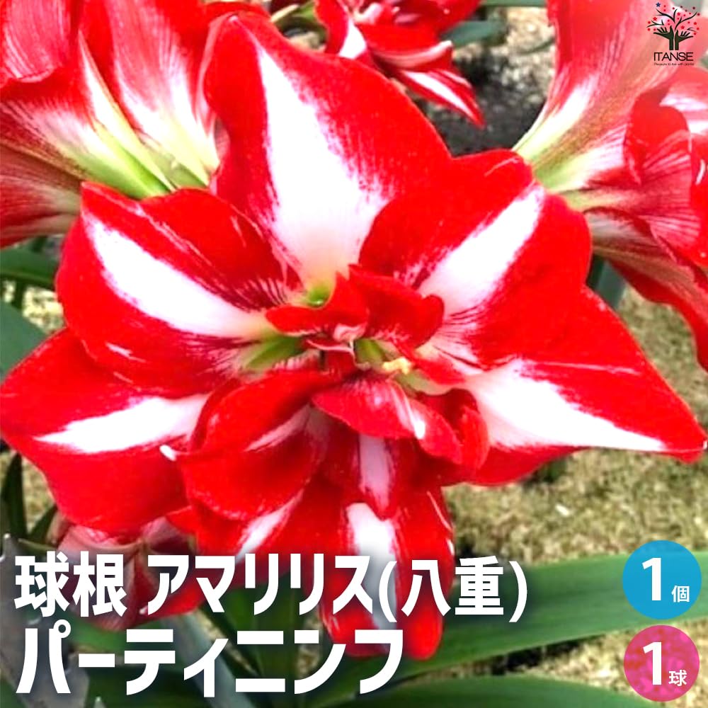 Amazon.co.jp: ITANSE 花球根 アマリリス(八重) パーティニンフ