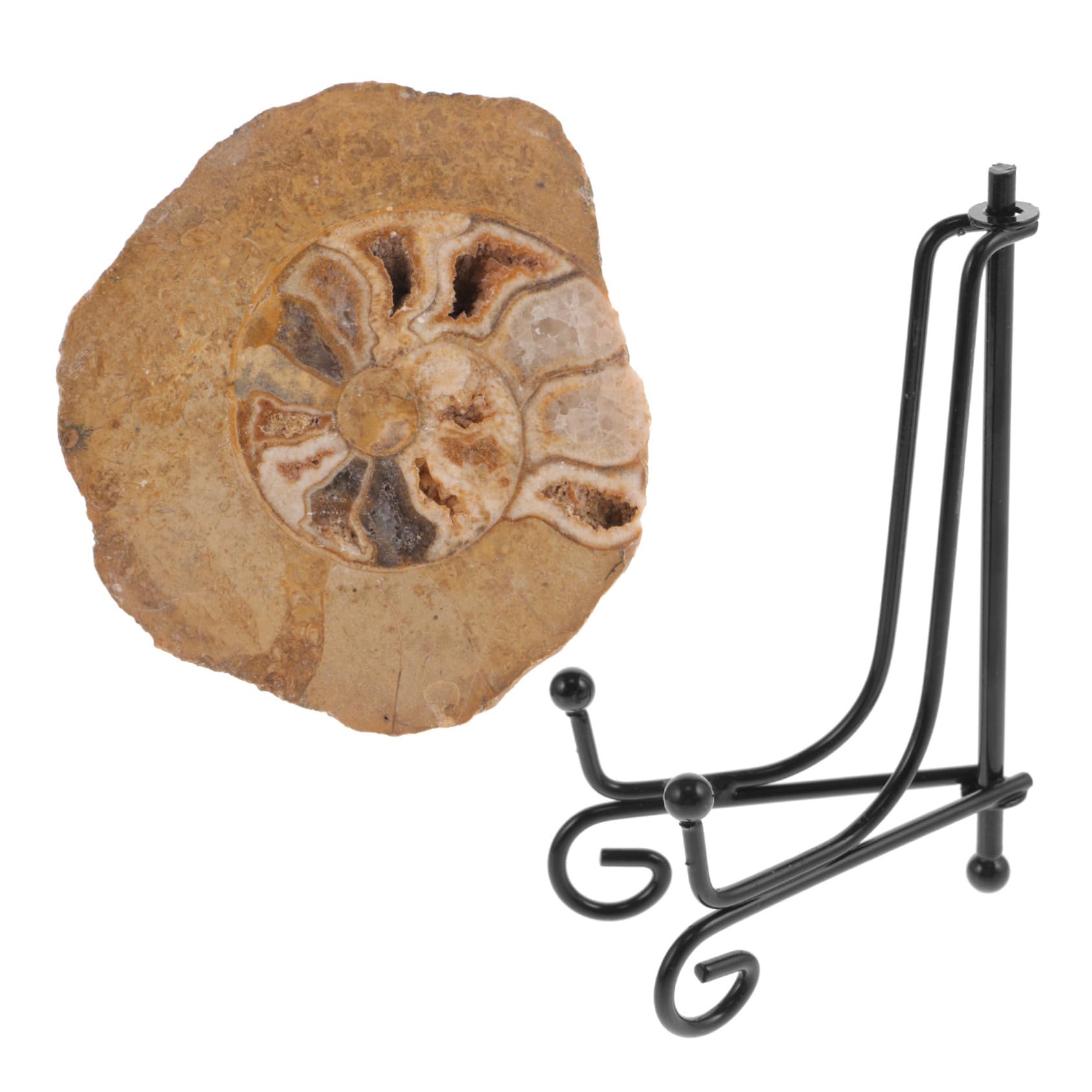 JECOMPRIS Ammonite Decorate Ammonite Model Ammonite Decorations Ammonite Decor for Collection Ammonite Decor for Table Ammonite Decor for Learning Ammonite Decor for