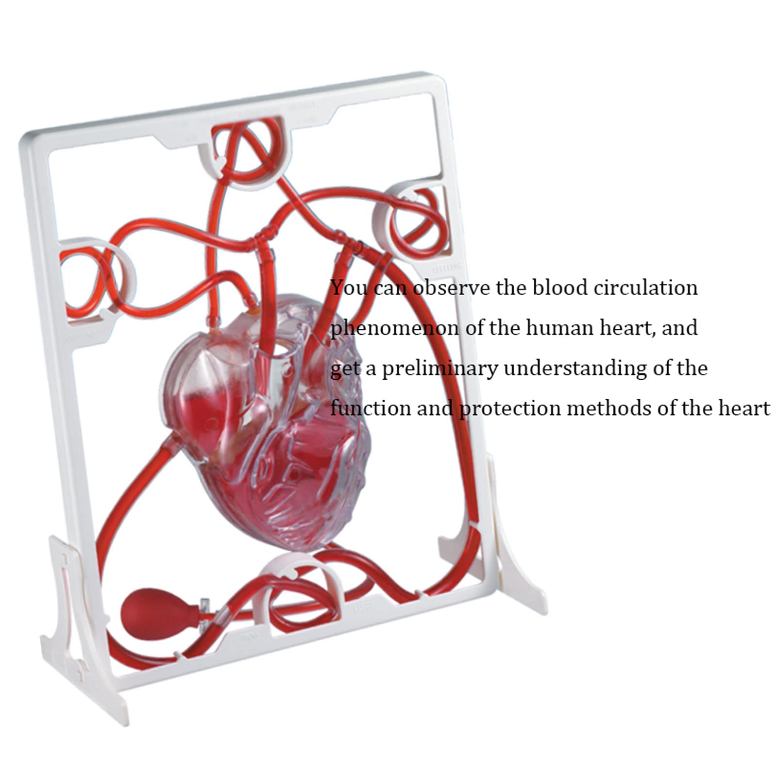 Amazon.co.jp: 人体模型 心臓血液循環モデル心臓血液循環生物科学実験