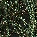 Hareline: Diamond Braid, Midge