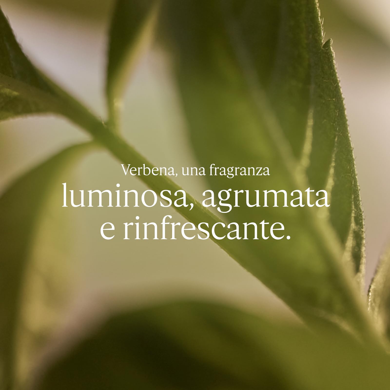 L'OCCITANE - Eau de Toilette Verveine (Verbena) - 100 ml - Note agrumate e rinfrescanti - Prodotto in Francia