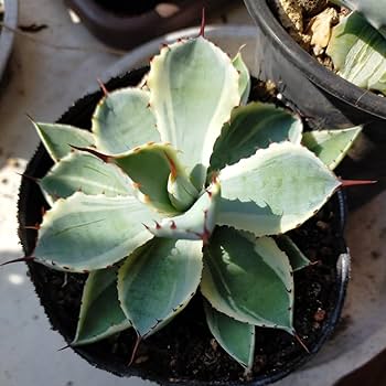 アガベ 吉祥冠錦 特大株 （検索）雷神 パリー パラサナ モンタナ