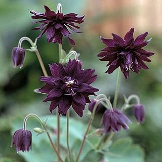 Aquilegia vulgaris Seeds 'Miss M.I. Huish' Columbine Granny's Bonnet Hardy Perennial Summer Flowering Garden Plants Easy to Grow Your Own 1 Packet 50 Aquilegia Seeds by Thompson and Morgan