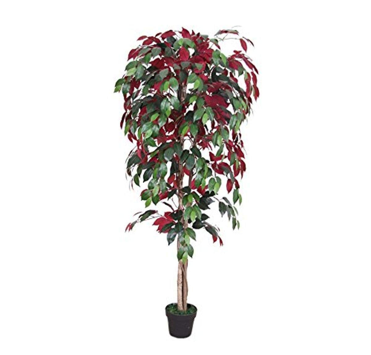 AMERIQUE Gorgeous 6 Feet Burgundy Ficus Capensia Tree Artificial Silk Plant with UV Protection, Nursery Plastic Pot, Feel Real Technology, Super Quality, Green And Burgundy