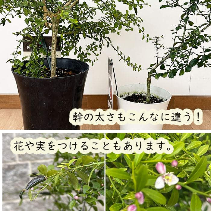 Amazon.co.jp: フィンガーライム テイスティーグリーン 7号鉢 2年生苗