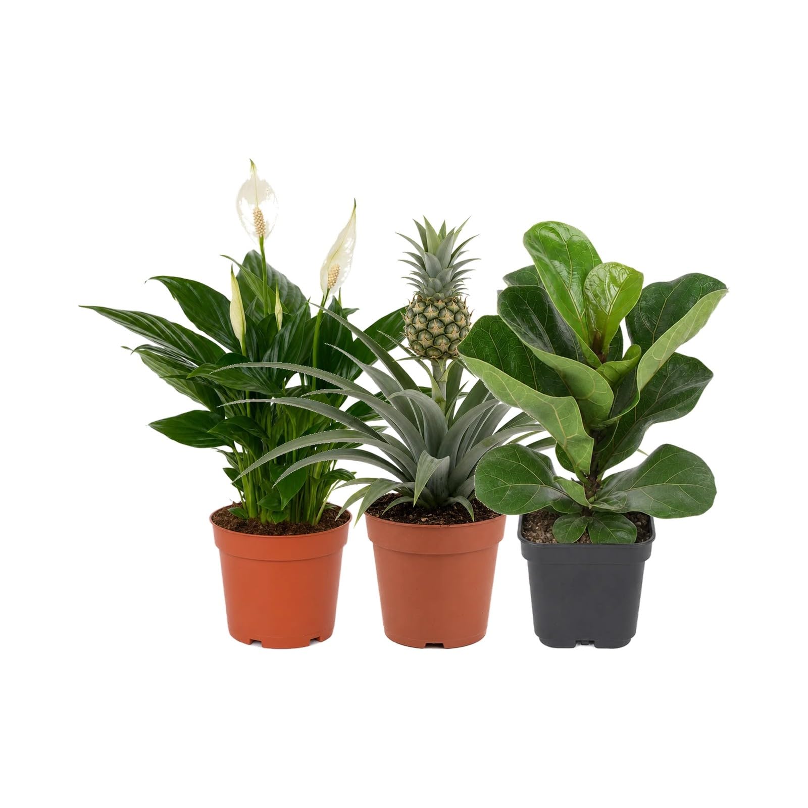 Pack 3 Plantas Naturales DECOALIVE: Siluetas y Formas Botánicas