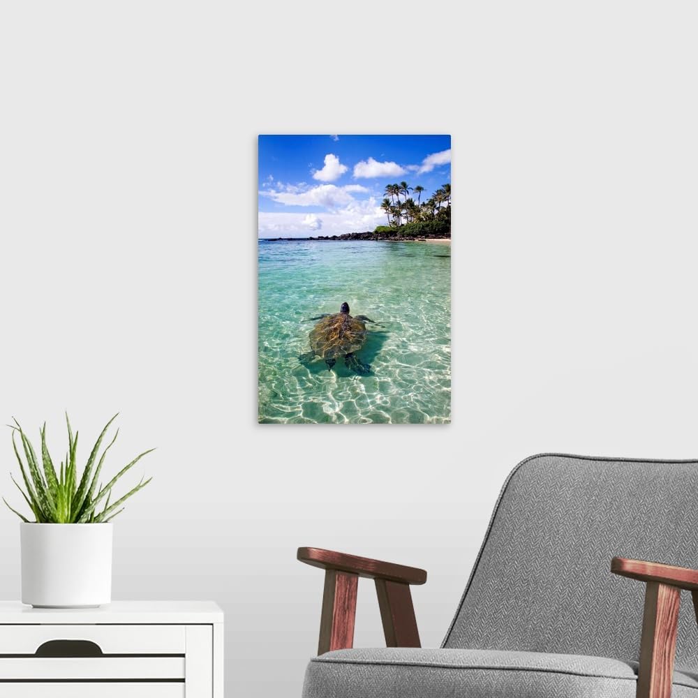 CANVAS ON DEMAND Hawaii, Green Sea Turtle (Chelonia Mydas) an Endangered Species Canvas Wall Art Print by M Swiet Productions, Home Decor, Beautiful, Wildlife Artwork,12" x18in