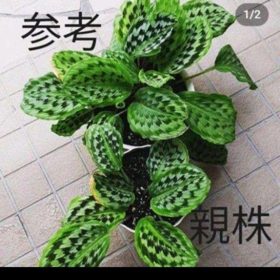 Amazon.co.jp: ケンフェリア シャザムKaempferia Shazam ④レア