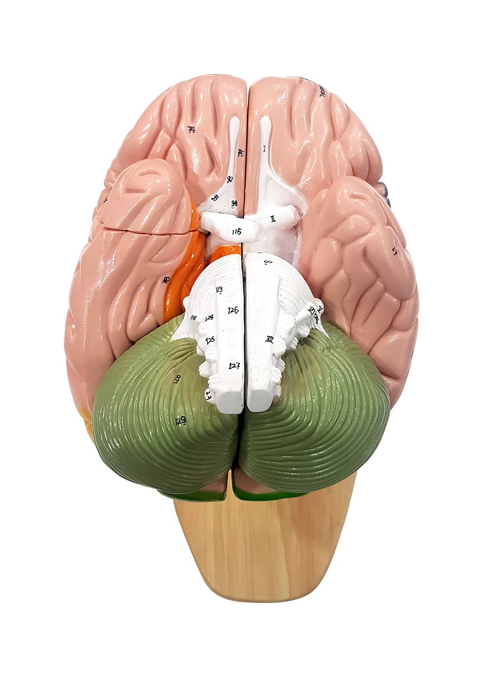 TeachingNest ZX | Brain Model Deluxe Enlarged 4 parts PVC