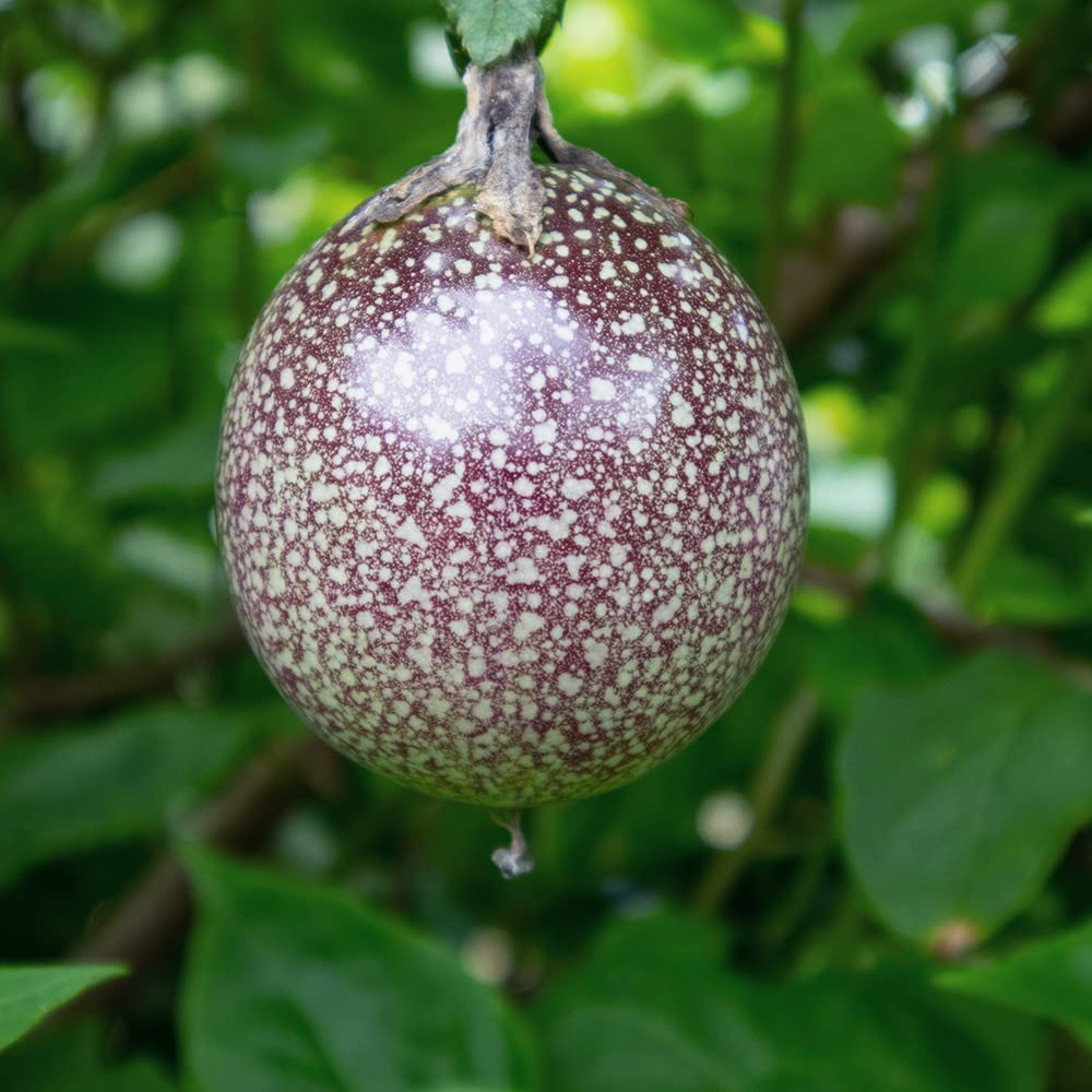 Amazon.co.jp: パッションフルーツ レッドマンモス 9cmポット【品種で