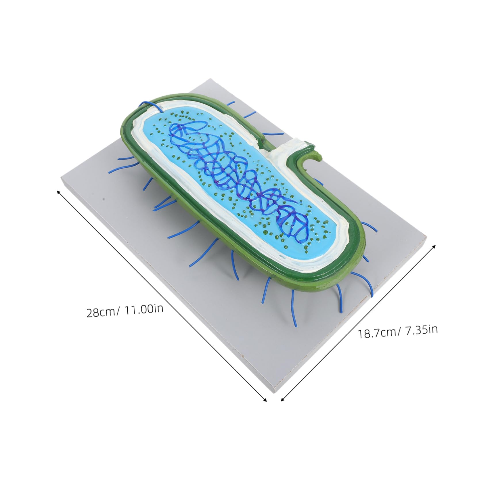Vergrößertes Tierzellenmodell mit Zellkern Detailliertes Biologisches Demonstrationsmodell Robustes Lehrmittel für Wissenschaftsunterricht und Schüler Anschauliches Bildungs