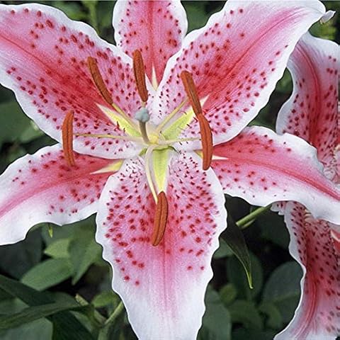 USJF 100 Capsules Fresh Lily Seeds For Garden Outdoor Planting Cover