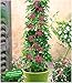 BALDUR Garten Winterharte Passionsblumen 'Ladybirds Dream', 1 Pflanze, Passiflora mehrjährig